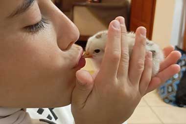 κοτοπουλάκι στη φάρμα Λουμίδη με τα ζώα στη Σίφνο