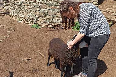 Πρόβατο στη φάρμα Λουμίδη με τα ζώα στη Σίφνο