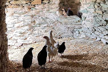 κότες στη φάρμα Λουμίδη με τα ζώα στη Σίφνο