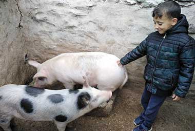 Γουρούνια στη φάρμα Λουμίδη με τα ζώα στη Σίφνο