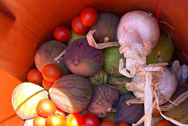 οι καλλιέργειες στην φάρμα Λουμίδη στη Σίφνο