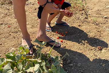 οι καλλιέργειες στην φάρμα Λουμίδη στη Σίφνο