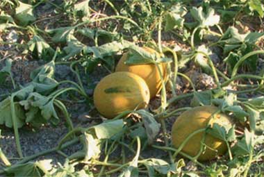 οι καλλιέργειες στην φάρμα Λουμίδη στη Σίφνο