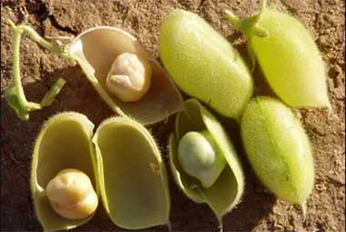 οι καλλιέργειες στην φάρμα Λουμίδη στη Σίφνο