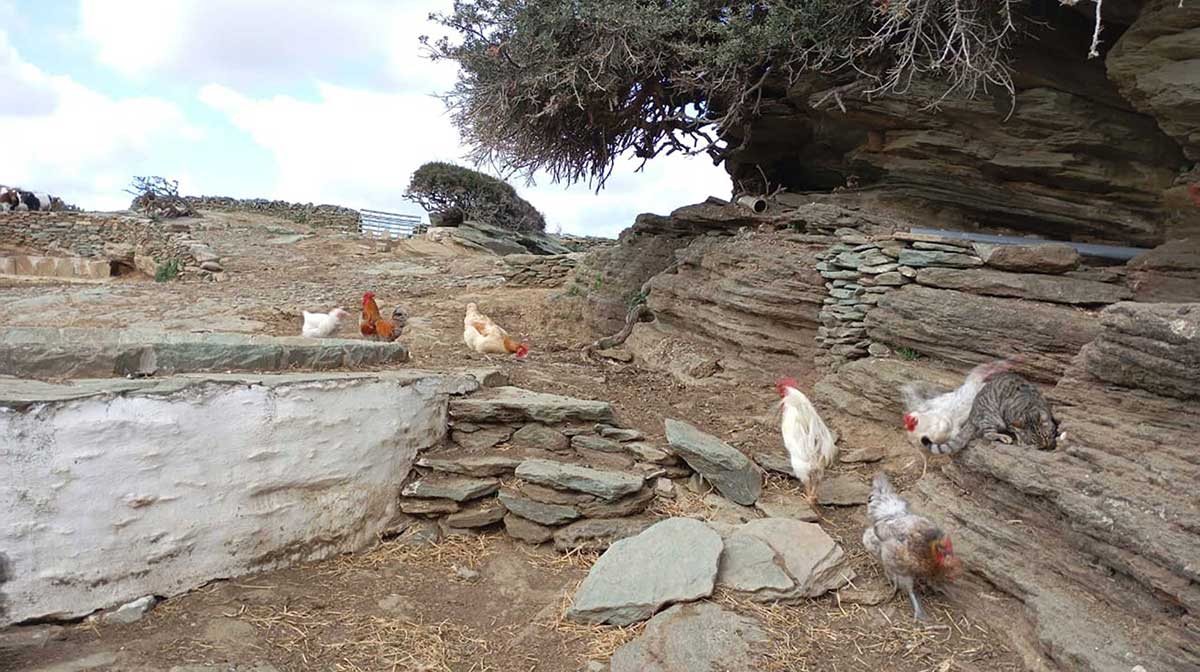 Ευτυχισμένες κότες