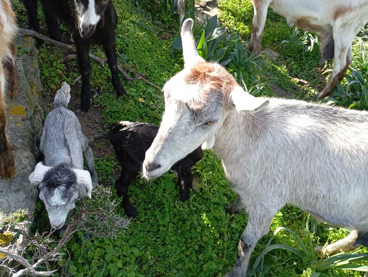 Βόλτα με τα κατσικάκια της