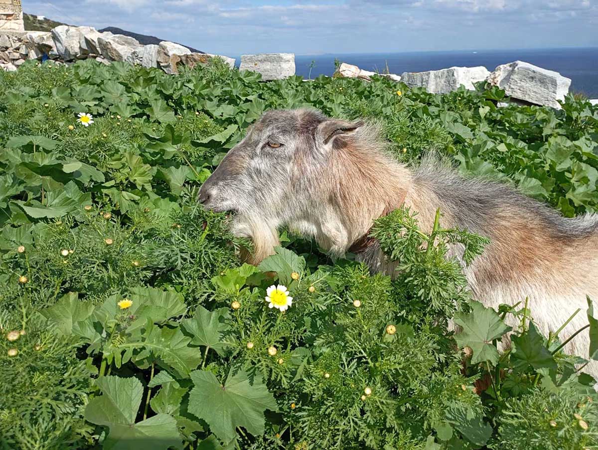 Τρώγοντας μαργαρίτες