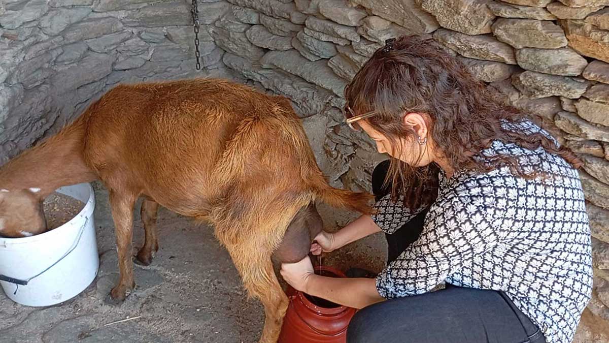 Αρμέγοντας την Κανέλα!