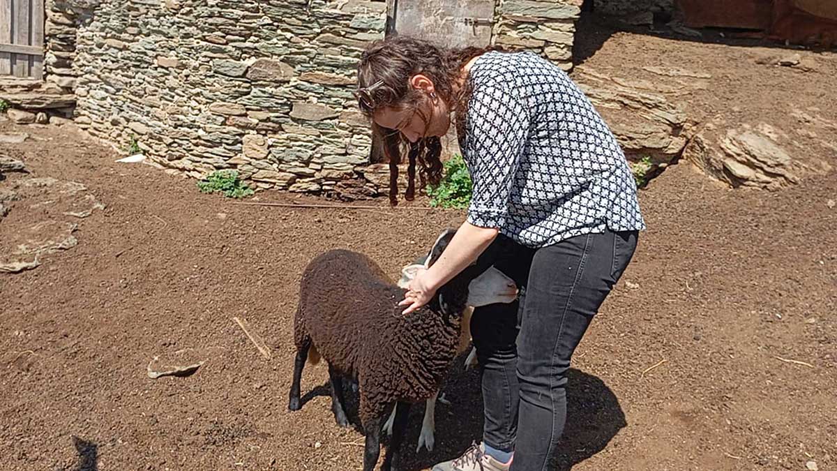 κοπέλα χαιδεύει 2 πρόβατα