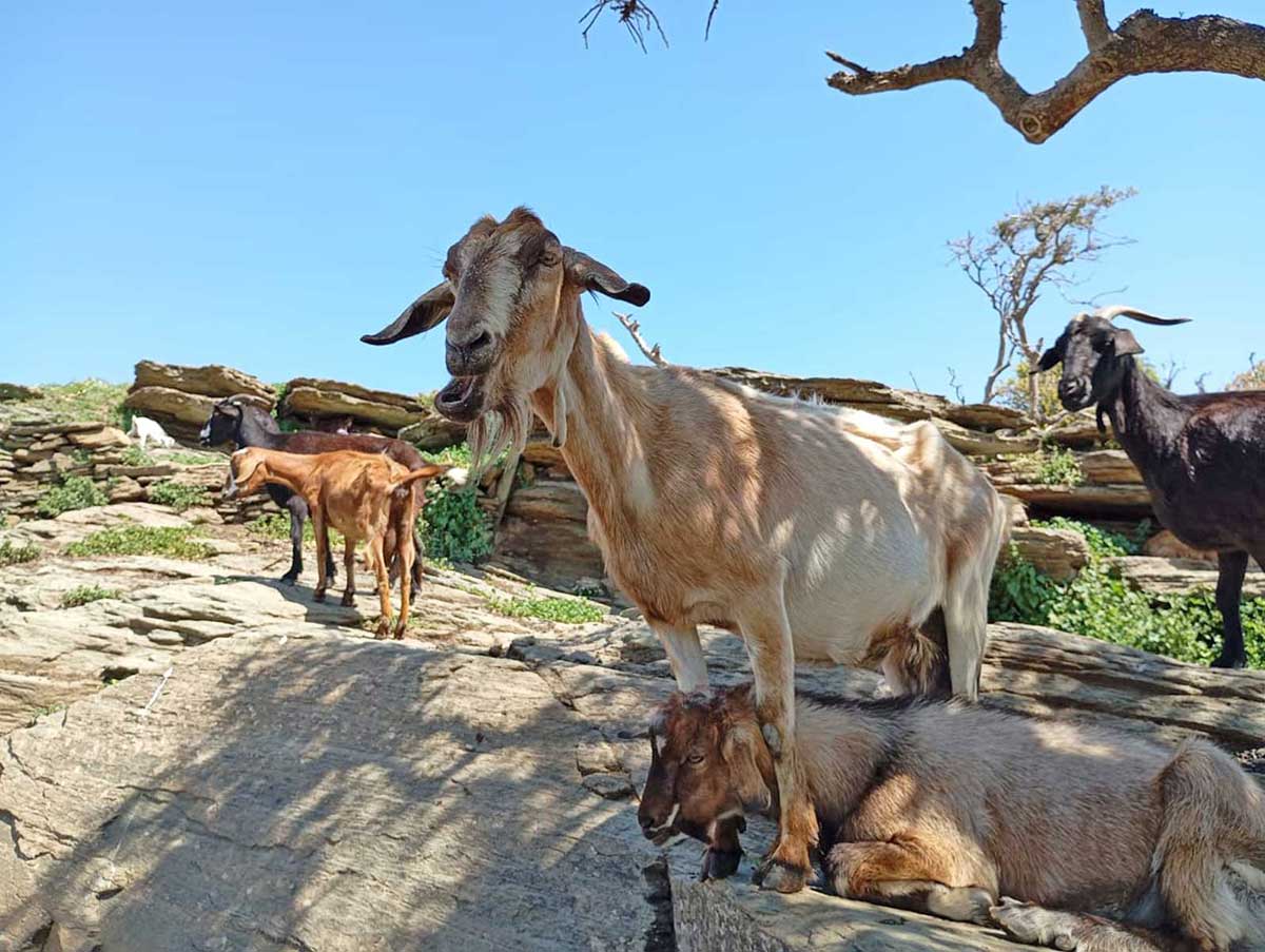 Απολαμβάνοντας τη σκιά