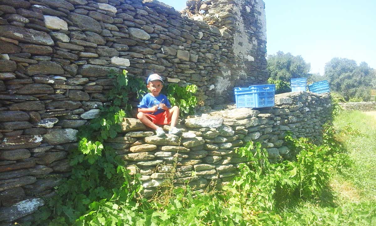 Ο Γιώργος μαζεύει σταφύλια