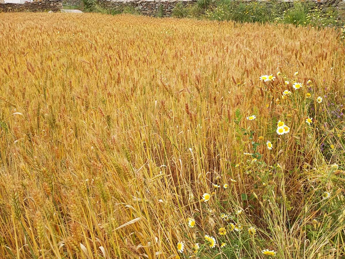 Έτοιμοι για θέρισμα