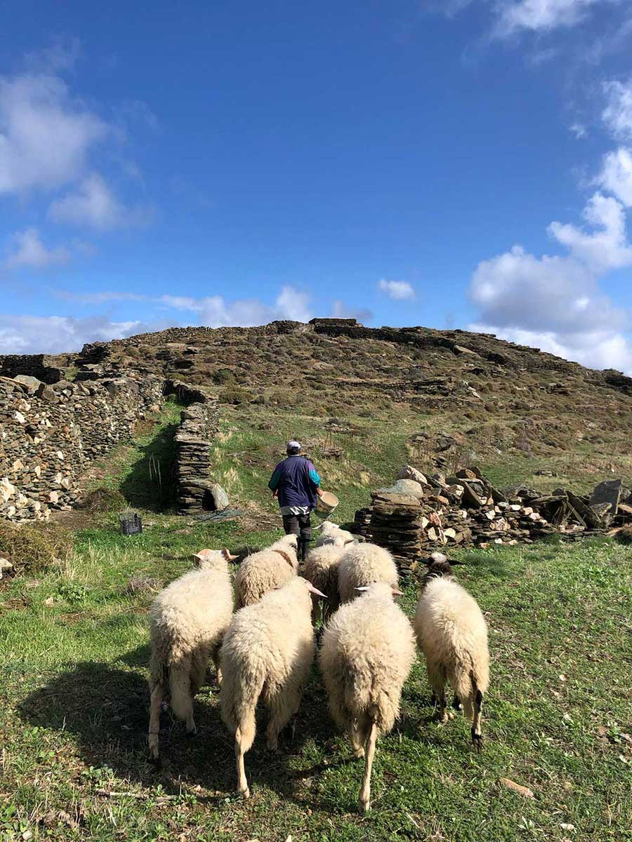 πρόβατα αλλάζουν χωράφι