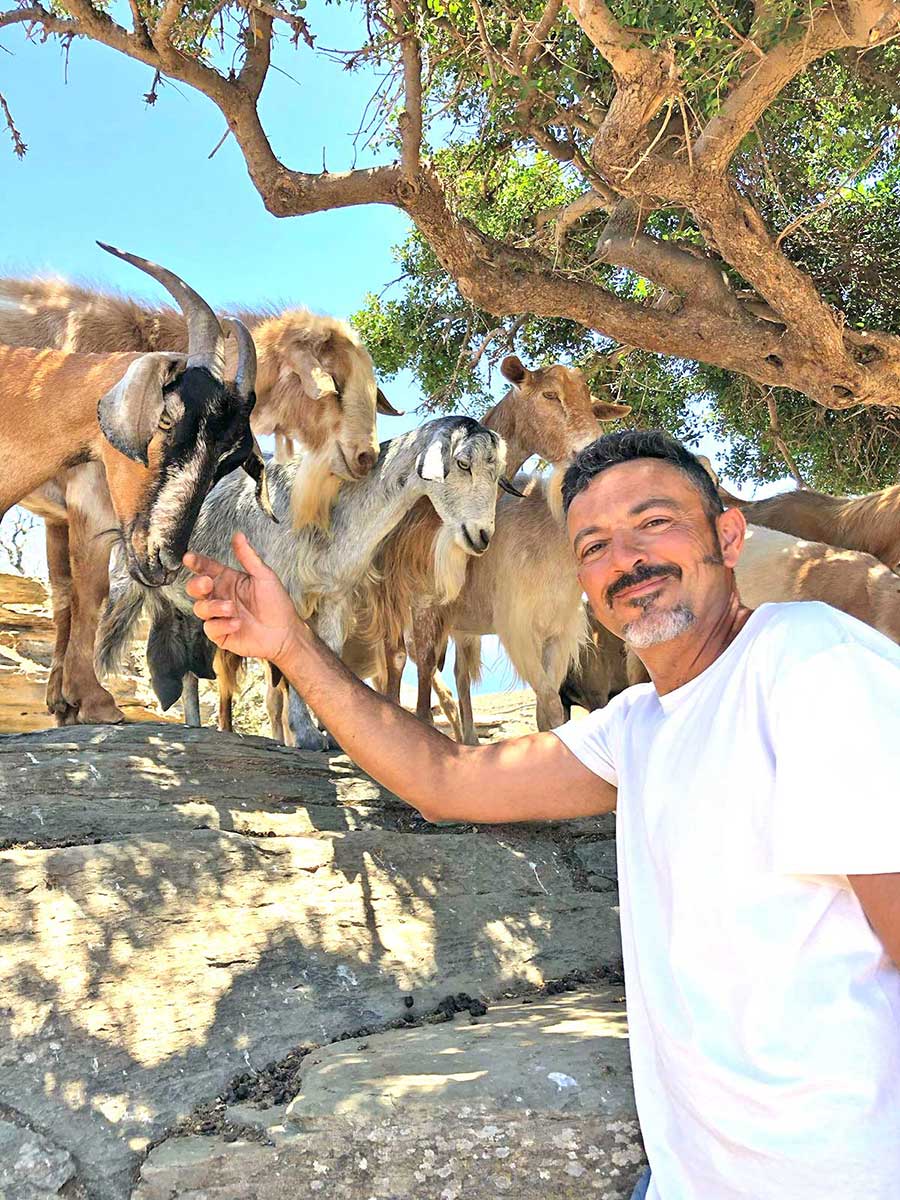 Κατσίκες στη σκιά