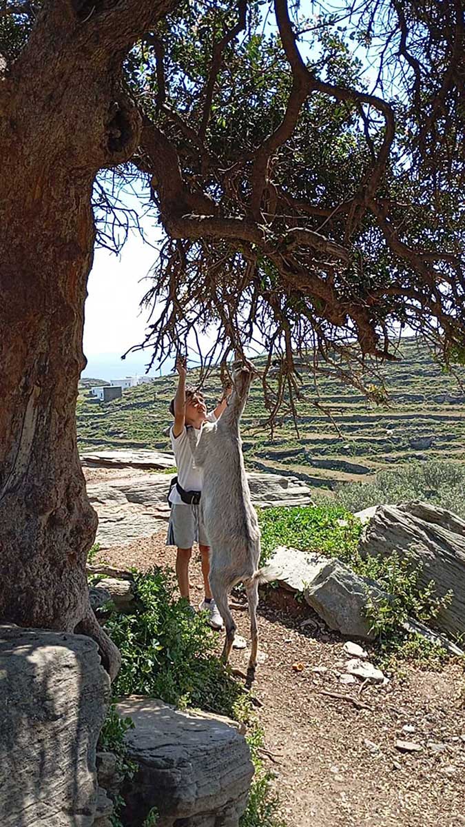 παιδί κατεβάζει κλαδιά ελιάς για να φάει μία κατσίκα