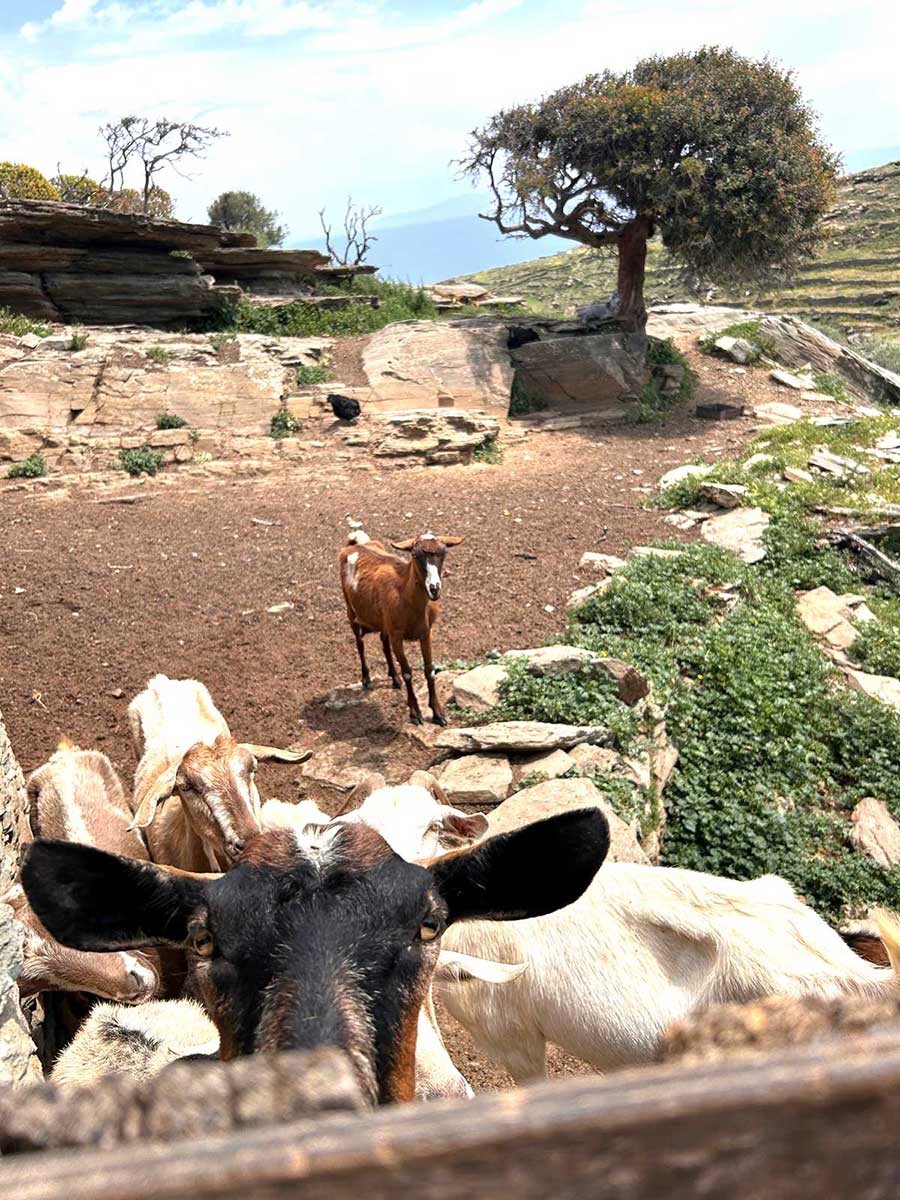 κατσίκες στο χωράφι