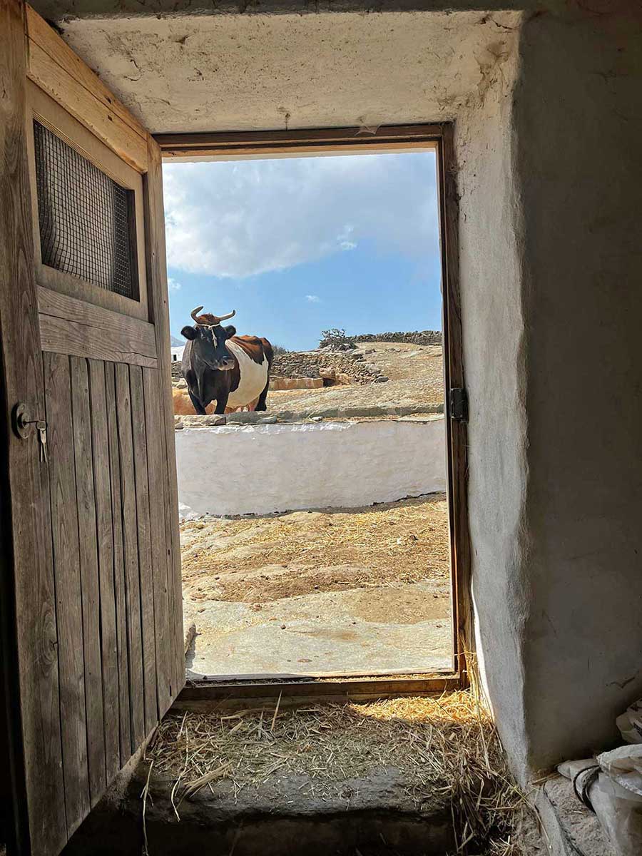 αγελάδα στο αλώνι