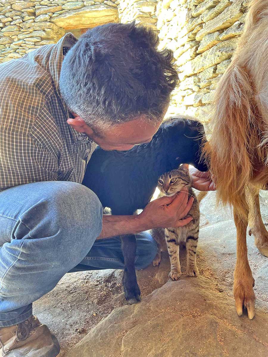 γάτα περιμένει γάλα από κατσίκα