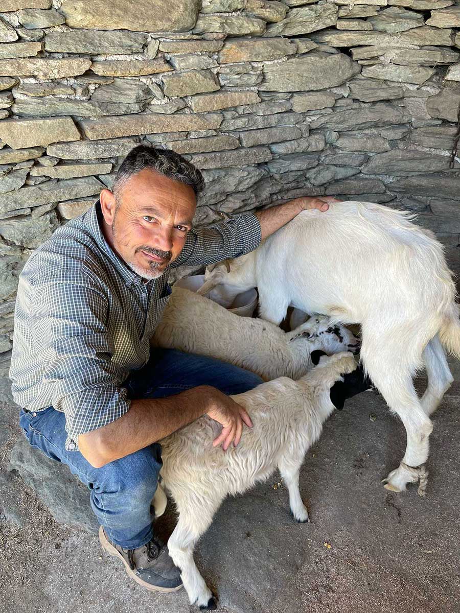 Προβατάκι θηλάζει την κατσίκα που το υιοθέτησε