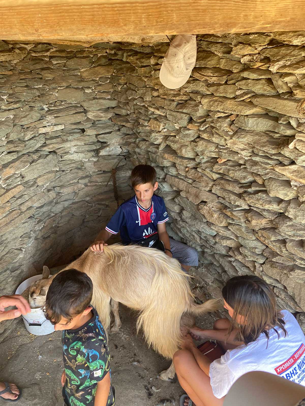 παιδιά αρμέγουν κατσίκα