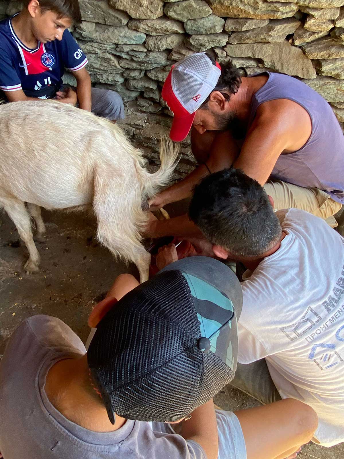 ενήλικες αρμέγουν κατσίκα