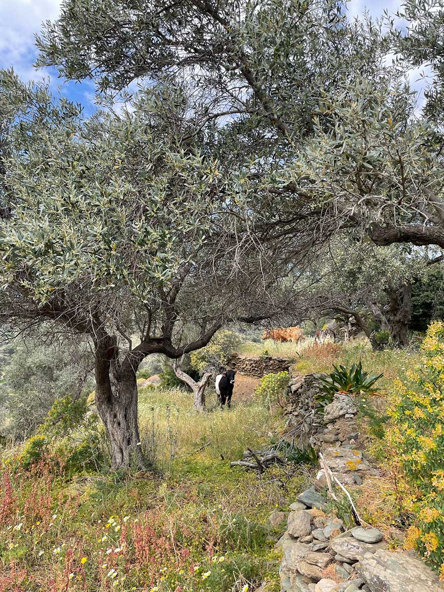 Μοσχαράκι με τη μαμά του στον ελαιώνα