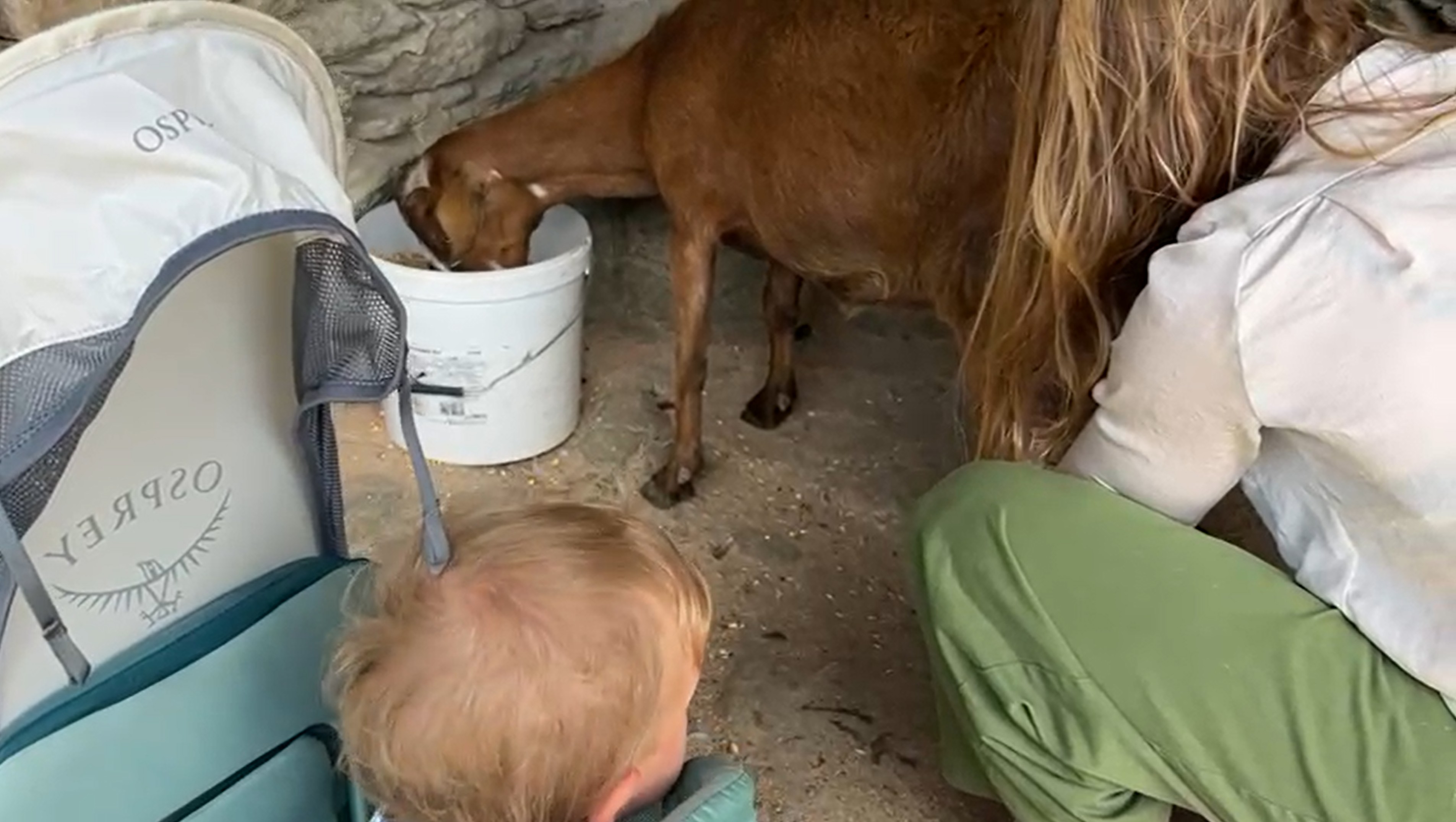 βίντεο με άρμεγμα στη φάρμα στη Σίφνο